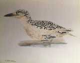 Heinrich Gottlieb Ludwig Reichenbach (German, 1793-1879), Original watercolor drawings for Die Vollständigste Naturgeschichte der Vögel des In- und Auslandes.