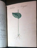 William Sutcliffe, (19th-century) A Collection of English Plants, Drawn and Colored by William Sutcliffe.