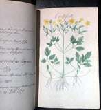 William Sutcliffe, (19th-century) A Collection of English Plants, Drawn and Colored by William Sutcliffe.