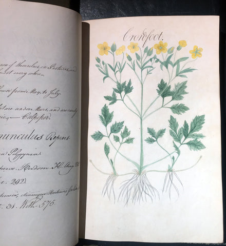 William Sutcliffe, (19th-century) A Collection of English Plants, Drawn and Colored by William Sutcliffe.