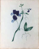Attributed to Anna Tabor (F.1838) Fine Collection of Original Botanical Watercolors