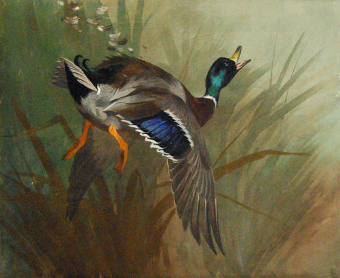 Archibald Thorburn, (British, 1860-1935), Mallard Duck in Flight