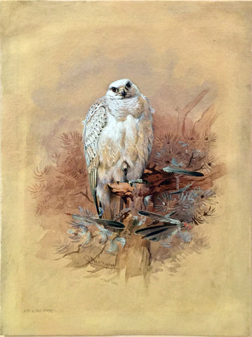 Archibald Thorburn, (British, 1860-1935), Study of a Greenland Gyrfalcon