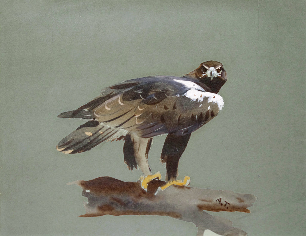 Archibald Thorburn, (British, 1860-1935), Bird of Prey – Arader