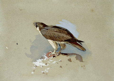 Archibald Thorburn, (British, 1860-1935), Bird of Prey