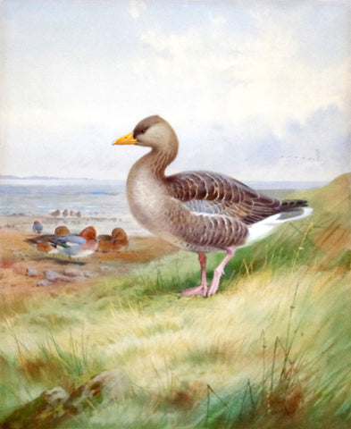 Archibald Thorburn, (British, 1860-1935), Widgeon and Greyleg