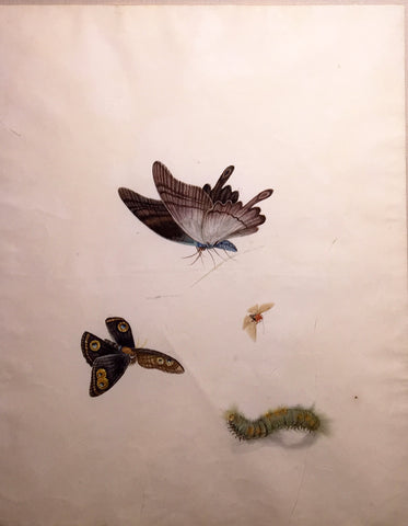 Chinese School (19th century) [Three Butterflies and a Caterpillar]