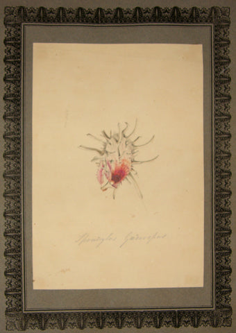 FREDERICK NODDER (BRITISH, FL. 1770 – C. 1800) & RICHARD POLYDORE NODDER (BRITISH, FL. 1793–1820) Tpomoglus gaederopus