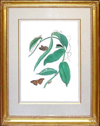 Maria Sibylla Merian (1647-1717),  Vanilla Plant