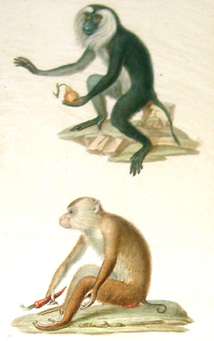 Edouard Travies (French, 1809 - 1870) Monkey Study