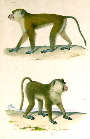 Edouard Travies (French, 1809 - 1870) Monkey Study