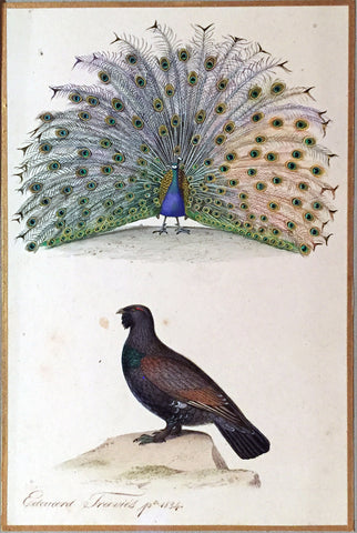 Edouard Travies (French, 1809 - 1870), Peacock and Male Caercaille