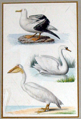 Edouard Travies (French, 1809 - 1870), Various Bird Study (Seagull, Swan and Pelican)