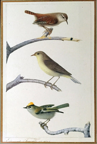 Edouard Travies (French, 1809 - 1870), Wren, Nightingale, and Goldcrest