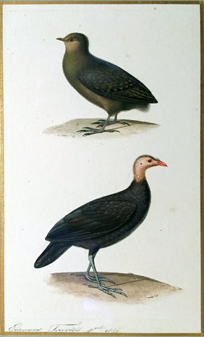 Edouard Travies (French, 1809 - 1870), Young Megapode and Brush Turkey