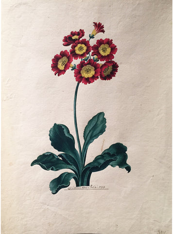 Christian Van Pesch (Belgian, 1728-1784), Auricula