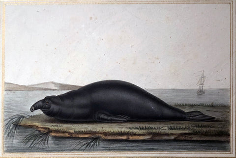 Antoine Charles Vauthier (French, 1790-1879) Elephant Sea Lion