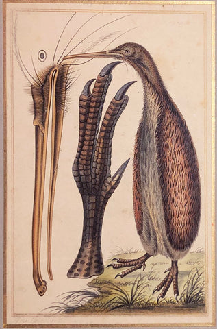 Antoine-Charles Vauthier (French, 1790-1831), Kiwi Bird