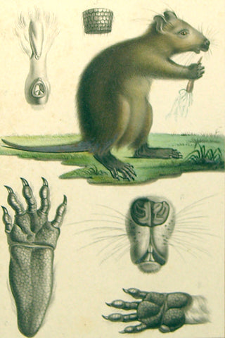 Antoine Charles Vauthier (French, 1790-1879) Rat Study