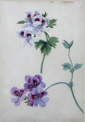 Attributed to Franz Xaver Petter (Austrian, 1791 –1866), Geraniums