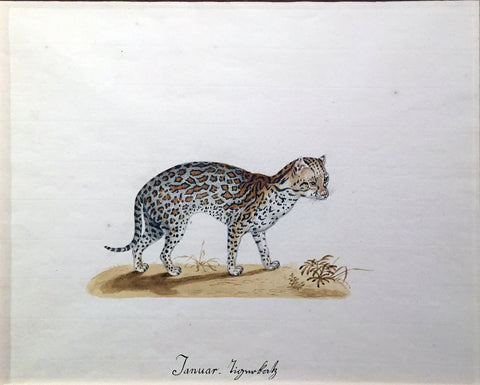 Franz Anton Von Schiedel  (Austrian, 1731-1801) An Ocelot