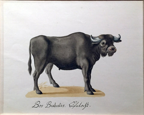 Franz Anton Von Schiedel (Austrian, 1731-1801) A Water-Buffalo