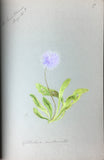 EUROPEAN SCHOOL [ANONYMOUS], Florilegium: Wild Flowers of the Pyrenees; Wild Flowers of the Alps; Wild Flowers of Switzerland.