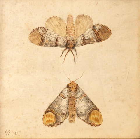 Pieter Withoos (Dutch, 1654-1693), Study of Two Moths (possibly a Buff Tip Moth)