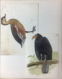 Joseph Wolf  (1820-1899), Joseph Smit (1836-1929), Johannes Geradus Keulemans (1842-1912) and Marie-Firmin Bocourt (b. 1819).  A collection of 44 watercolors of Birds and Animals