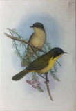 Joseph Wolf  (1820-1899), Joseph Smit (1836-1929), Johannes Geradus Keulemans (1842-1912) and Marie-Firmin Bocourt (b. 1819).  A collection of 44 watercolors of Birds and Animals