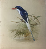 Joseph Wolf  (1820-1899), Joseph Smit (1836-1929), Johannes Geradus Keulemans (1842-1912) and Marie-Firmin Bocourt (b. 1819).  A collection of 44 watercolors of Birds and Animals