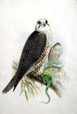 Joseph Wolf (German, 1820-1899), Saker Falcon; Falco sacer; Falco cherrug Gray