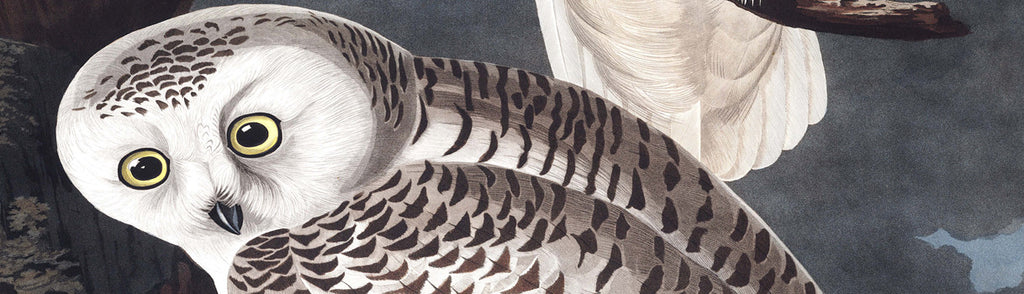 John James Audubon - Snowy Owl