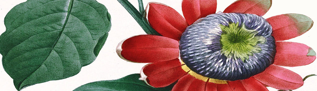 Pierre Joseph Redoute - Passion Flower