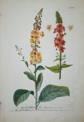 Georg Ehret (1708-1770) Plantae selectae