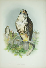 John Gould (1804-1881),  Birds of Great Britain