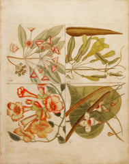 Mark Catesby (ca. 1679-1749), Hortus Britanno-Americanus