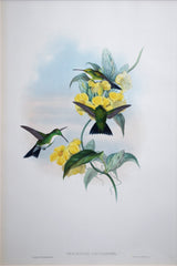 John Gould (1804-1881), Hummingbirds