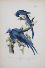 First Edition Octavo, Birds of America