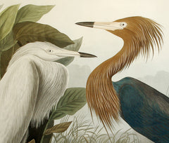Birds/Ornithology