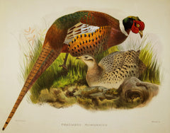 Daniel Giraud Elliot (1835-1915), Pheasants