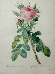 Pierre-Joseph Redouté (1759-1840), Les Roses