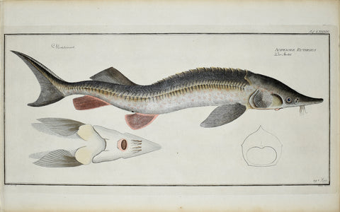 Marcus Elieser Bloch (1723-1799), Acipenser Ruthenus (Sterlet), Pl LXXXIX