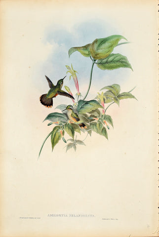 John Gould (1804-1881), Adelomyia Melanogenys (Speckled Hummingbird)