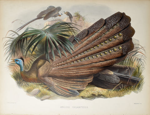 Daniel Giraud Elliot (1835-1915), Argus Giganteus (Great Argus)