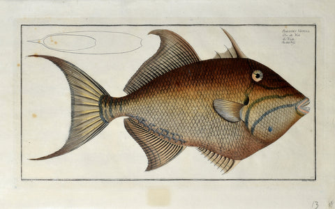 Marcus Elieser Bloch (1723-1799), Balostes Vetula (Old Wife), Pl CL