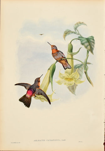 John Gould (1804-1881), Aglaeactis Caumatonota (Black Throated Sunbeam)