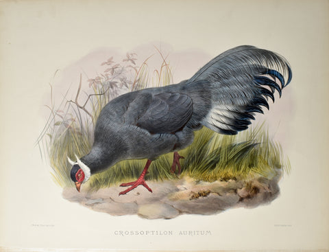 Daniel Giraud Elliot (1835-1915), Crossoptilon Auritum (Blue Eared Pheasant)