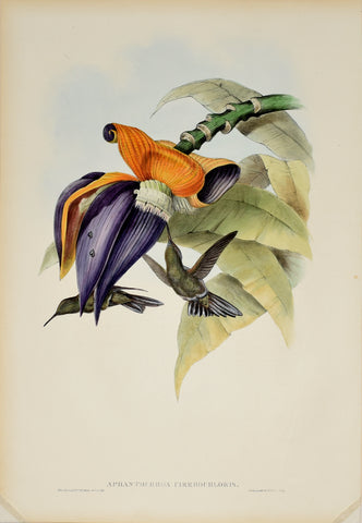 John Gould (1804-1881), Aphantochroa Cirrhochloris (Sombre Hummingbird)