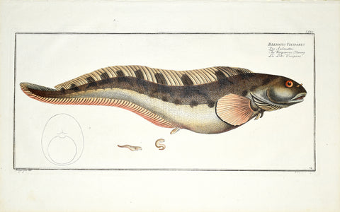 Marcus Elieser Bloch (1723-1799), Blennius Viviparus (Viviparous Blenny or Eelpout), LXXII